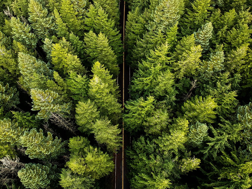 Aerial shot, highway, trees HD wallpaper