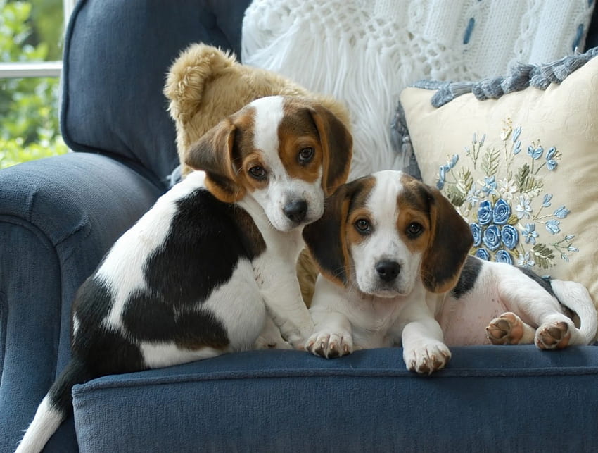 Dos cachorros, sofá, perros, beagles, cachorros, sofá, almohada fondo de pantalla