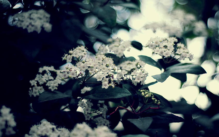 Blumen, Blätter, Blüte, Blüte, Zweig, Trauben, Trauben HD-Hintergrundbild