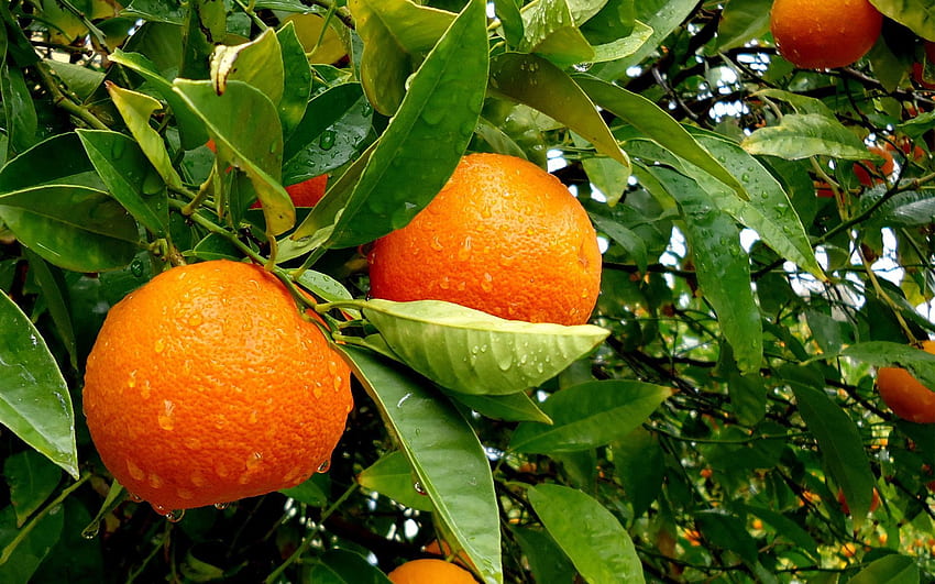 Oranges, Fruits, Alimentaire, Bois, Arbre Fond d'écran HD