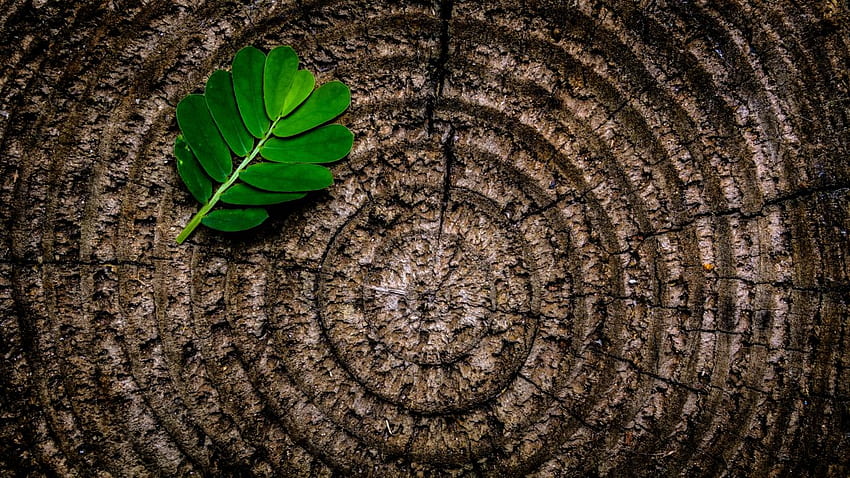 Abstract brown flora green leaf nature pattern graphic composition rings rough stump texture tree tree stump trunk wood wooden . HD wallpaper