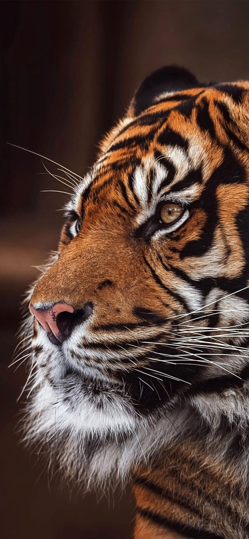 Galeria do iPhone Tiger, vida selvagem Papel de parede de celular HD