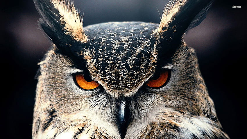Owl Full - & Background, Angry Owl HD wallpaper