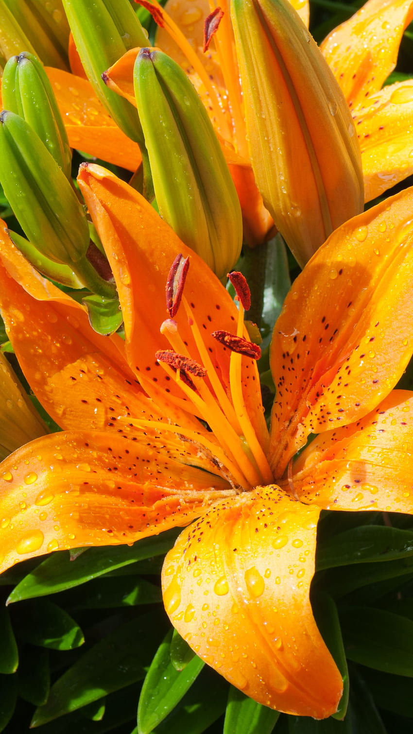 Earth Lily (), Tiger Lily HD phone wallpaper | Pxfuel