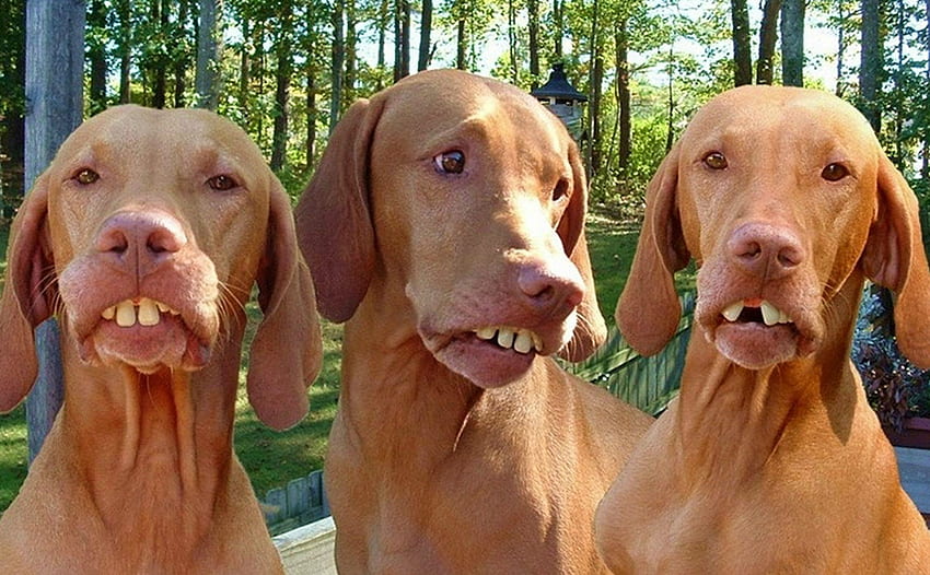 Sepuluh Ras Anjing Dingus Teratas Sepanjang Masa, Derp Dog Wallpaper HD