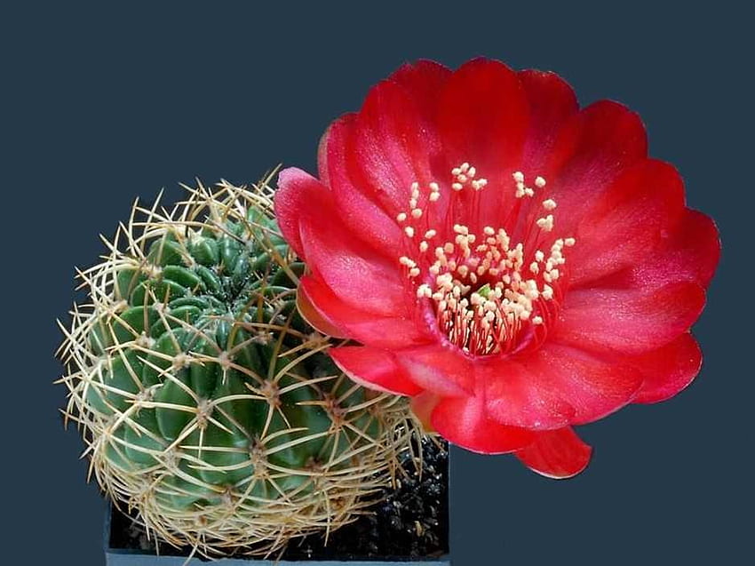 cactus, macro, rojo, flor fondo de pantalla
