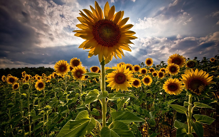 sunflowers, sun flowers, flowers HD wallpaper