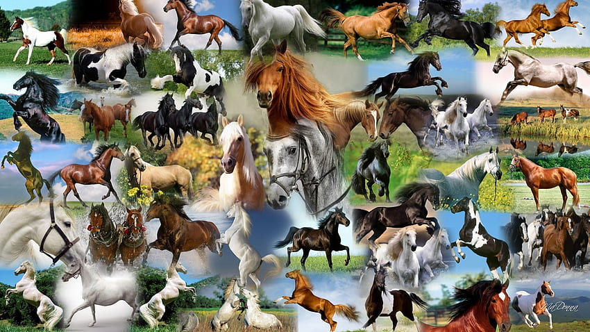 馬のコラージュ、馬、牧場、国、Firefox Persona テーマ、コラージュ 高画質の壁紙