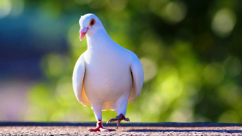 White Bird Pigeon Dove - Dove Birds HD wallpaper