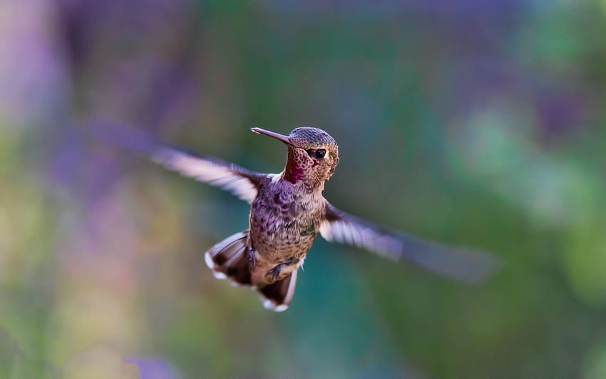 Hummingbird, Cute Bird, 4 K HD wallpaper
