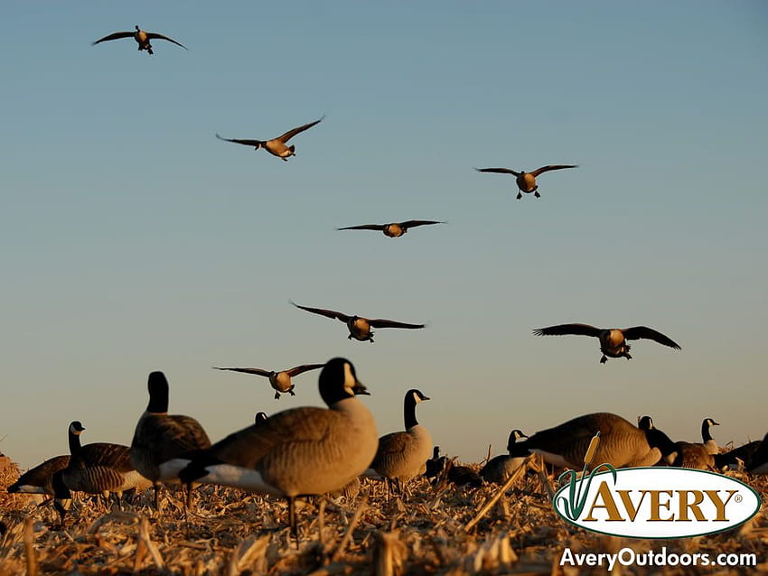 Goose hunting, Bird Hunting HD wallpaper