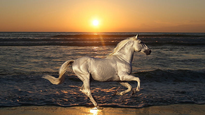 Animals, Nature, Sea, Horse, Stallion, Rides, Jumps HD wallpaper