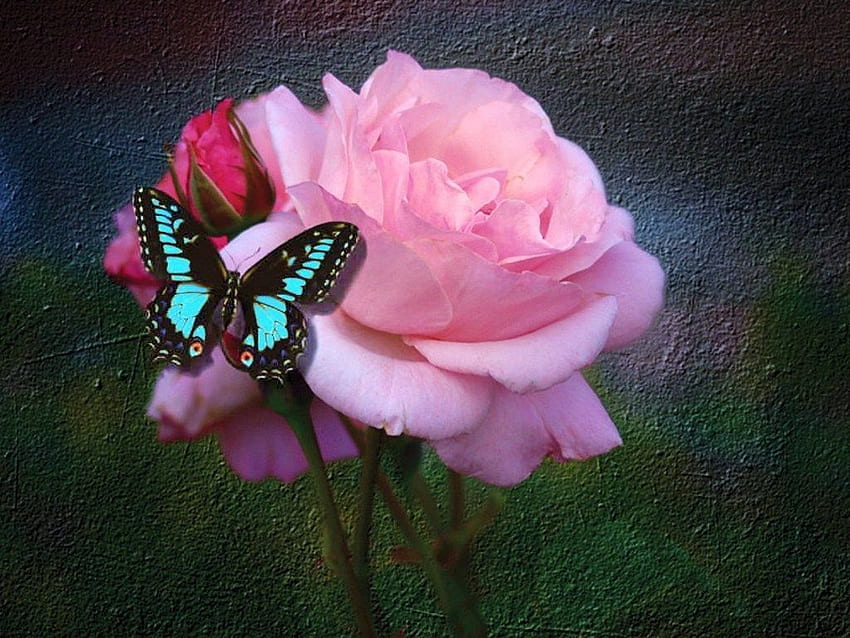 Butterfly And Rose, Pink Roses and Butterfly HD wallpaper | Pxfuel