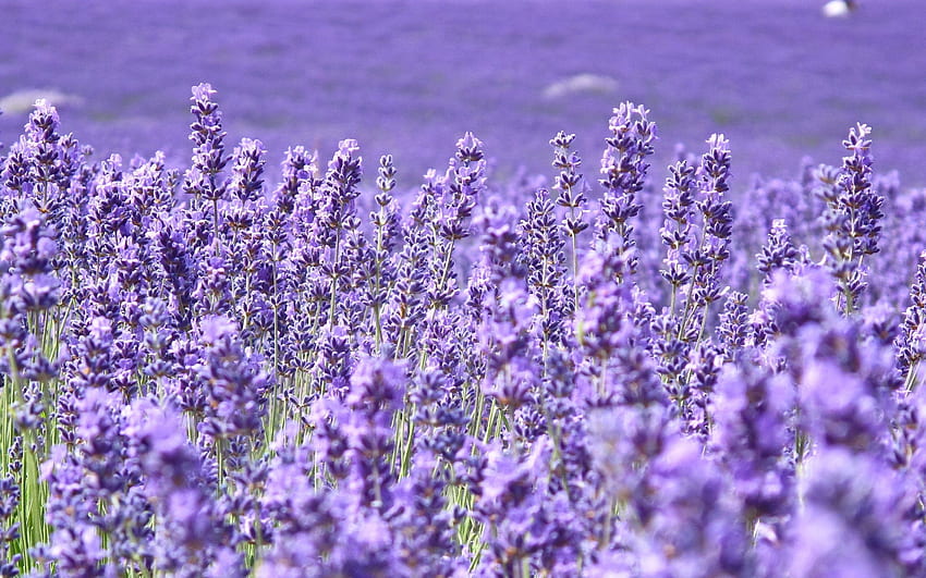 Purple Field Of Flowers, Lavender Floral HD wallpaper