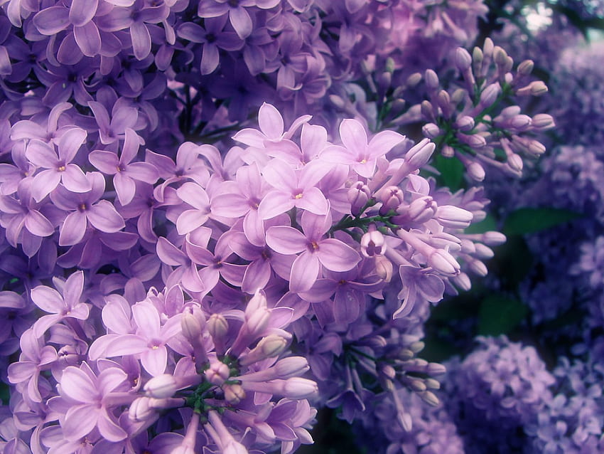 ดอกไม้ดอกลิลลี่ ดอกไลแลคที่สวยงาม 3D สำหรับ , 3D. ดอกไม้สีม่วง วาดไลแลค ดอกไม้ ดอกไม้สีม่วงลาเวนเดอร์ วอลล์เปเปอร์ HD