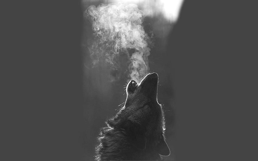 검은 늑대 배경, 늑대 흑백 HD 월페이퍼