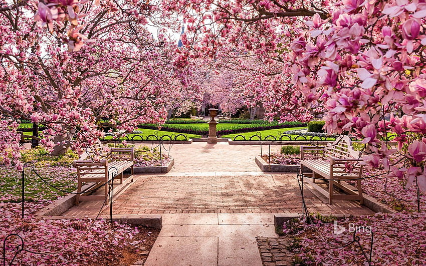 Черешови цветове в National Mall, Вашингтон, окръг Колумбия © Sean Pavone HD тапет