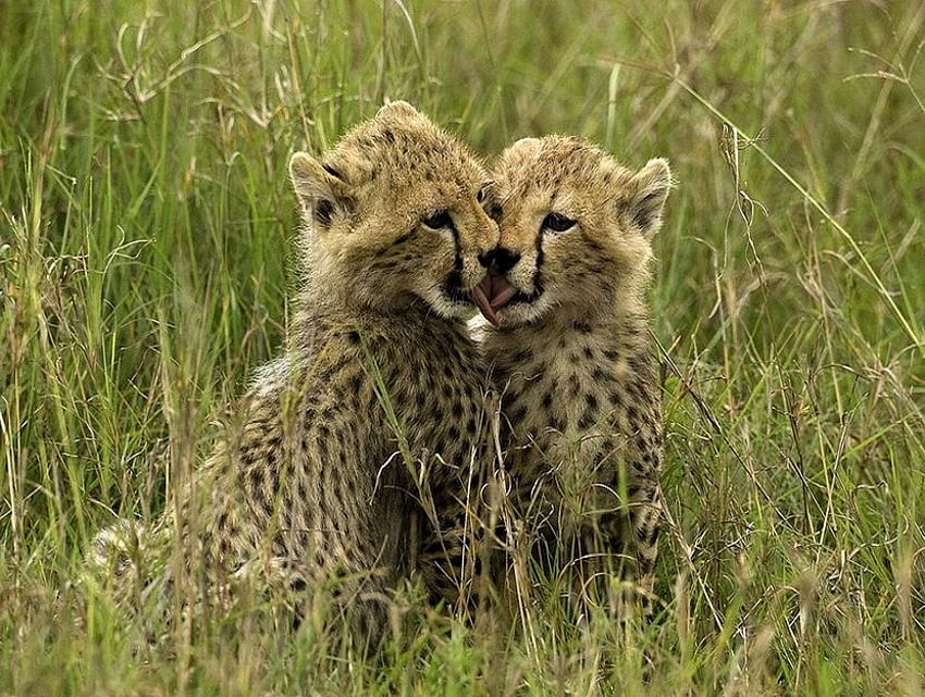 Brotherley Love, cats, cute, grass, cubs, wild, cheetahs, affectionate HD wallpaper