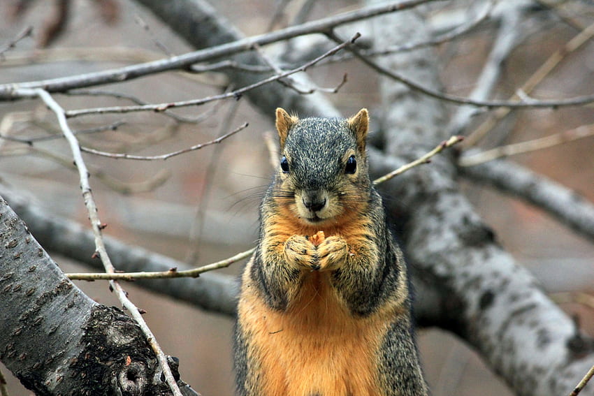 Animals, Squirrel, Food, Sit, Branch HD wallpaper