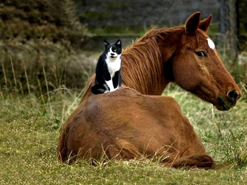 As comfortable as a kitten, horse, cat HD wallpaper
