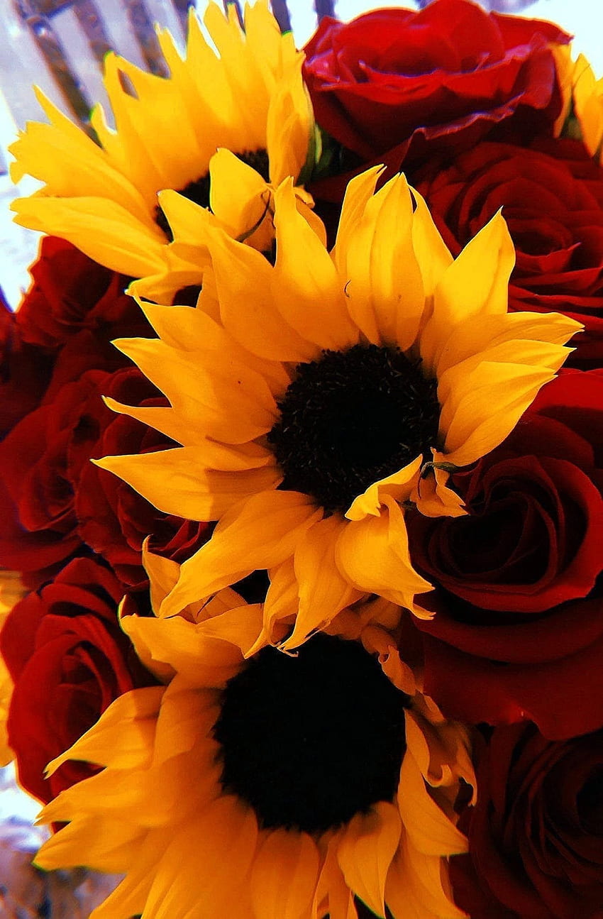 Of Sunflowers And Roses. Sunflowers and roses, Sunflowers with roses, Sunflower, Sunflowers and Roses Aesthetic HD phone wallpaper