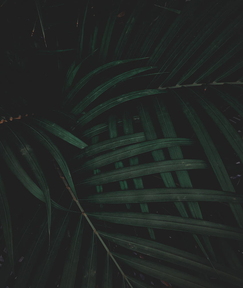 자연, 잎, 식물, 어두운 HD 전화 배경 화면