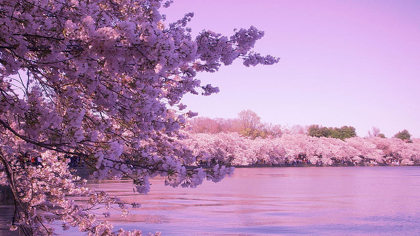 sakura, Tokyo, Bahar, Çiçek, Halklar, Ağaç, Doğa, Pembe / ve Mobil Arkaplan HD duvar kağıdı