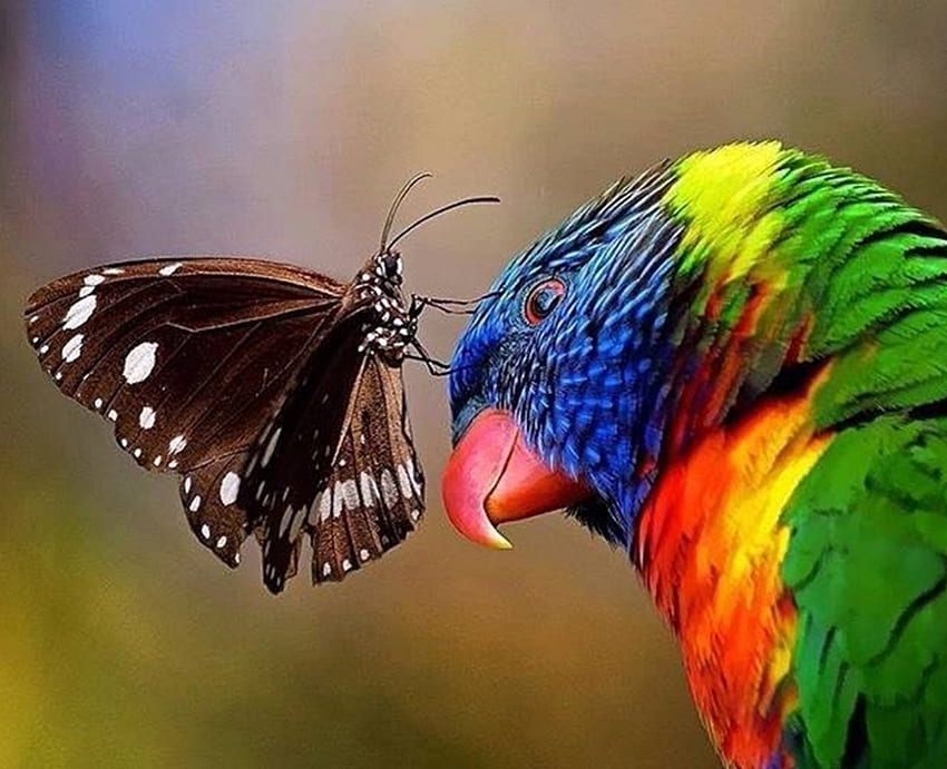 Belle nature, oiseaux, graphie, couleurs, cool, belle, nature Fond d'écran HD
