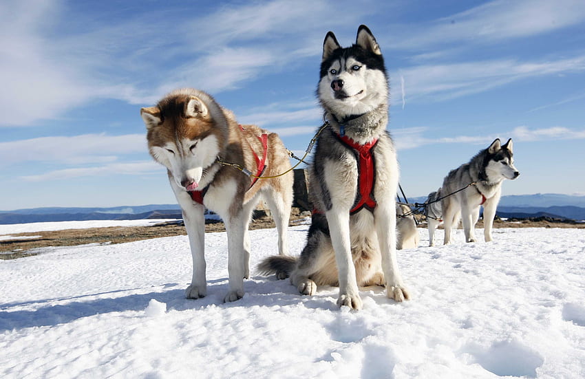 Animais, Cães, Neve, Casal, Par, Husky, Alasca papel de parede HD