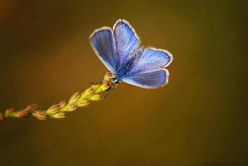 Ali blu, morbidezza, graphy, insetti, erba, primavera, estate, farfalla, astratto, animali, campo, primo piano, natura, macro Sfondo HD