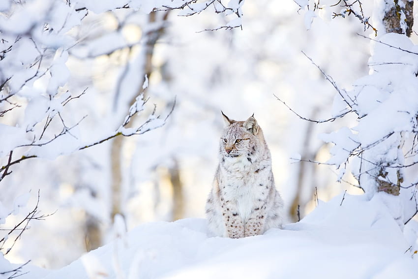 스라소니, 겨울, 동물, 눈 HD 월페이퍼