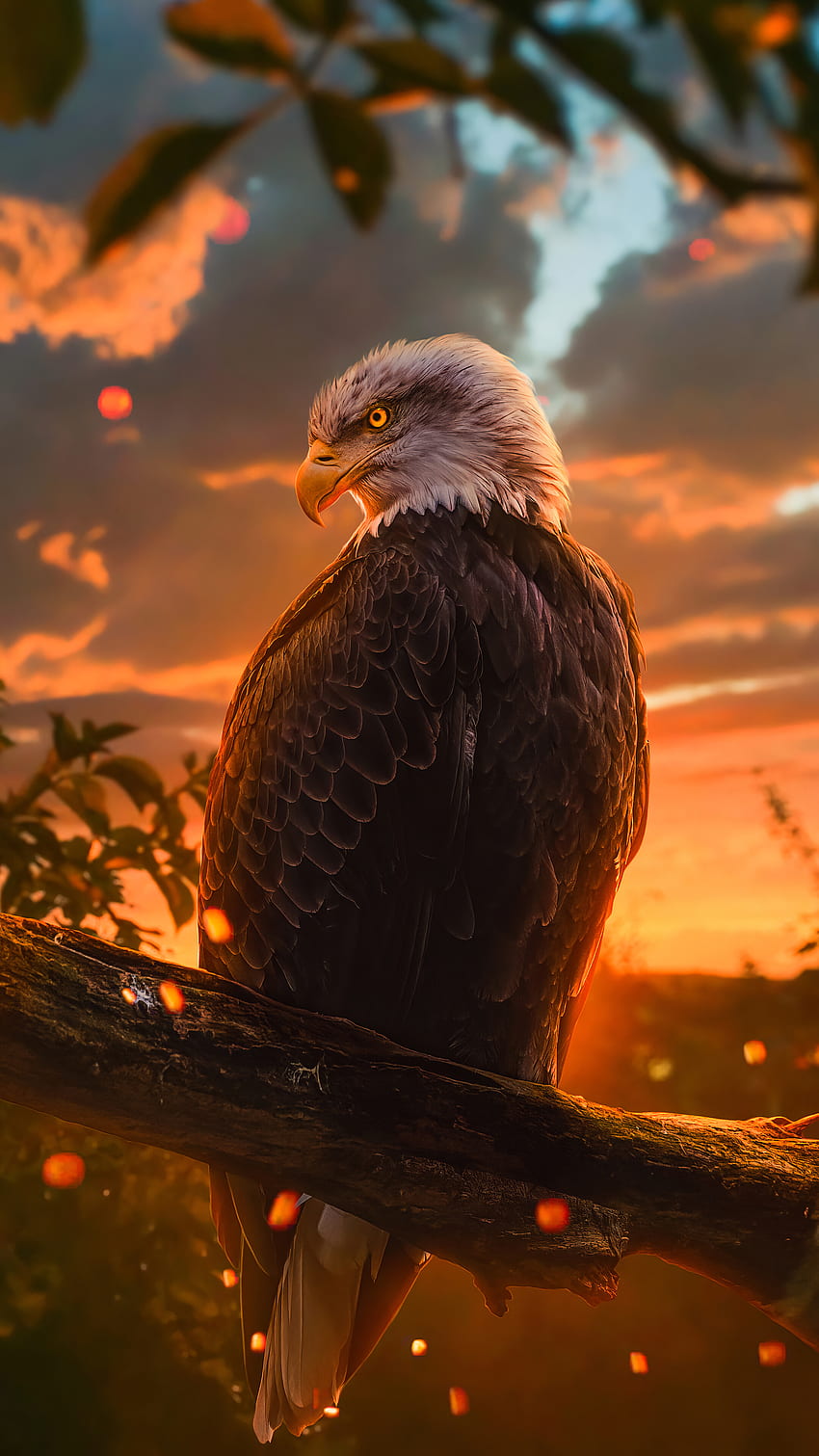 Eagle, Digital Art, phone , , Background, and . Mocah, Eagle Sunset HD phone wallpaper