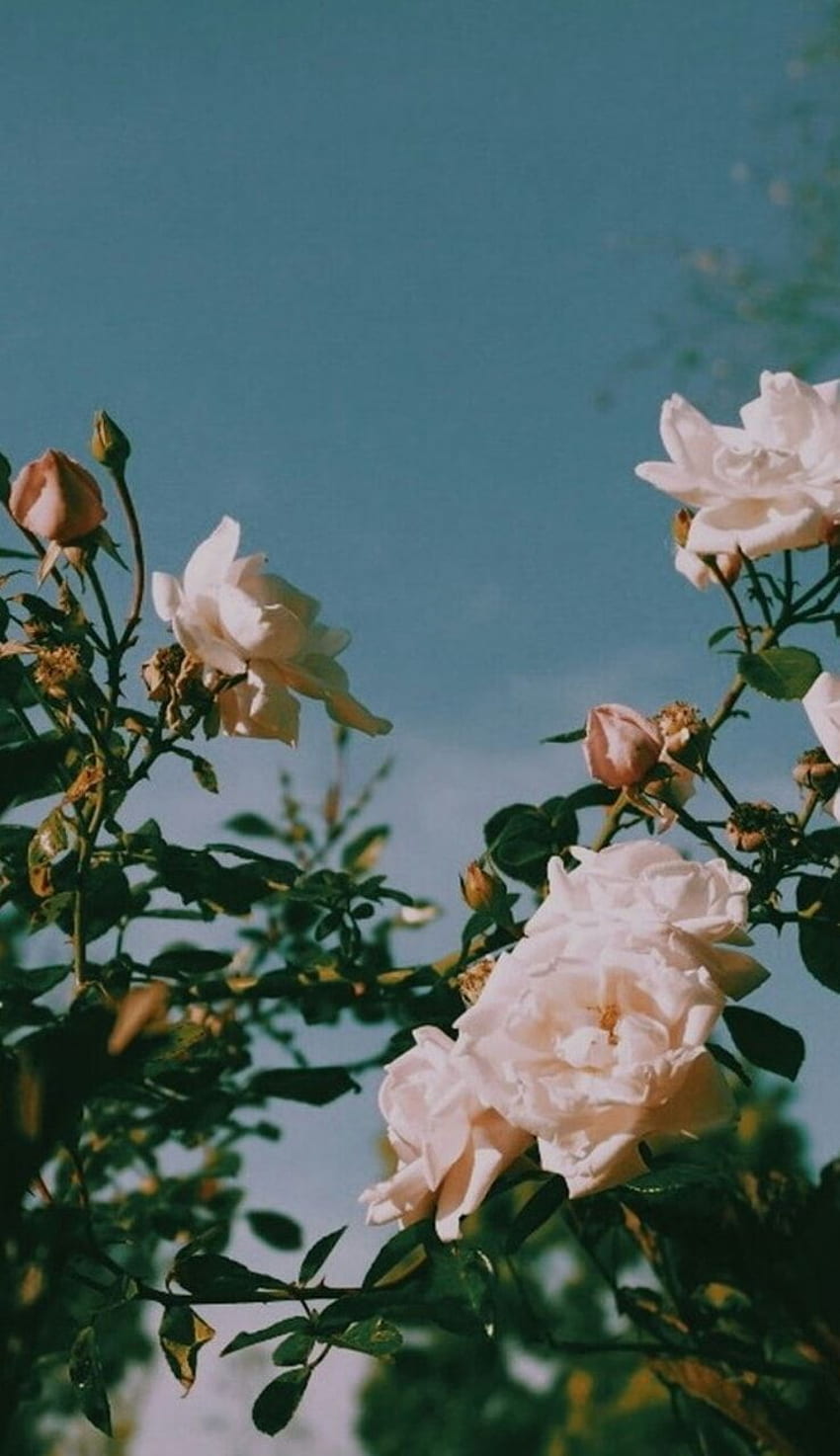 Sweet like roses, Nature Aesthetic HD phone wallpaper | Pxfuel