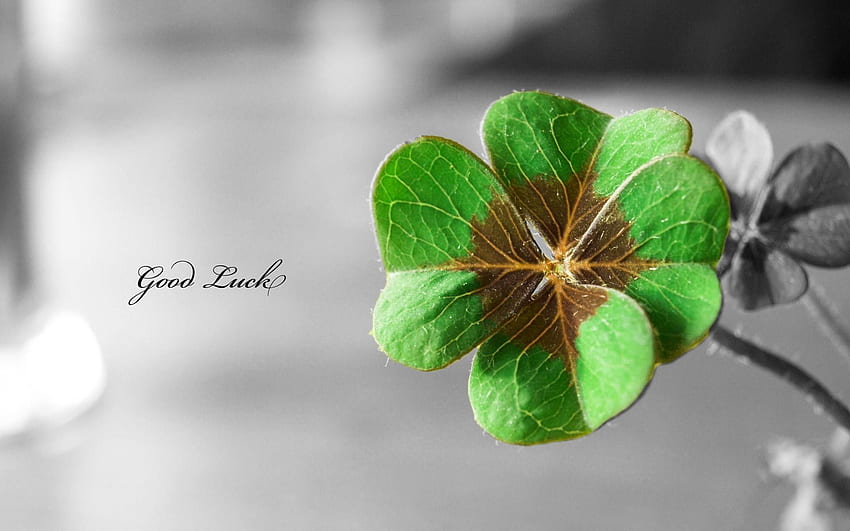 flowers, Text, Typography, Shamrock, Luck, Macro, Selective, Four Leaf Clover HD wallpaper