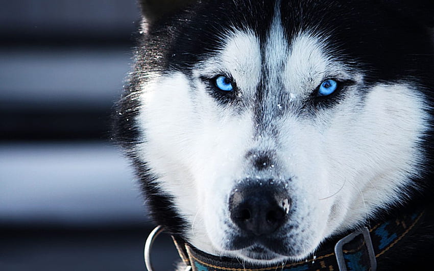 Cachorros de husky siberiano con ojos azules, perro azul fondo de pantalla