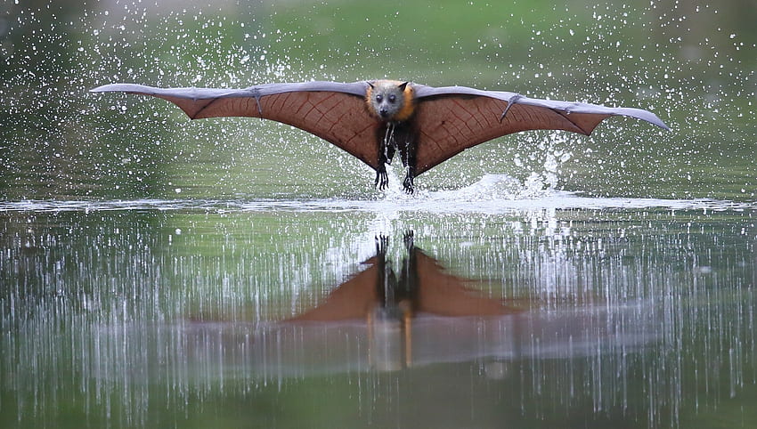 Zorro volador, animal, liliac, alas, marrón, murciélago, agua fondo de pantalla