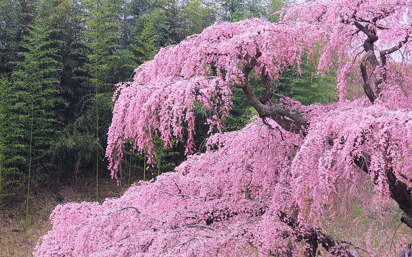 ฤดูใบไม้ผลิ ธรรมชาติ ดอกไม้ ไม้ ต้นไม้ บลูม ออกดอก วอลล์เปเปอร์ HD