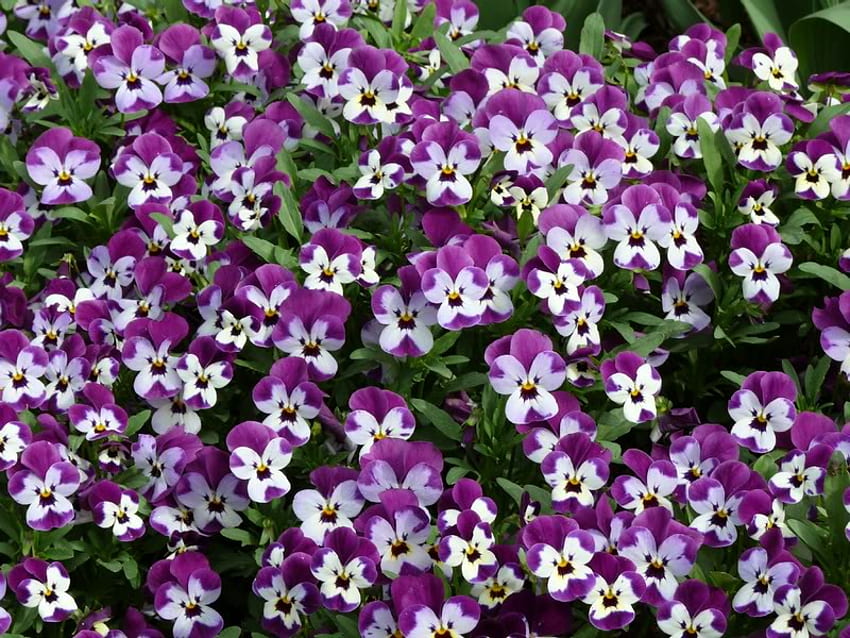Sweet Little Faces of Violas สีม่วง สีขาว ดอกไม้ วิโอลา วอลล์เปเปอร์ HD