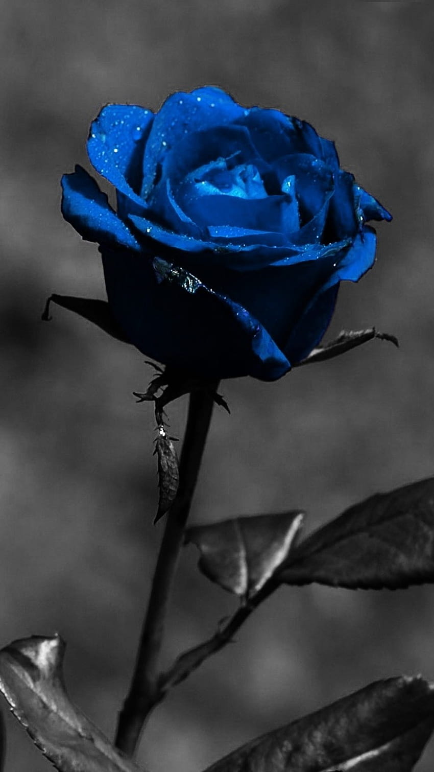 Black Rose, Dark Rose, blue HD phone wallpaper | Pxfuel