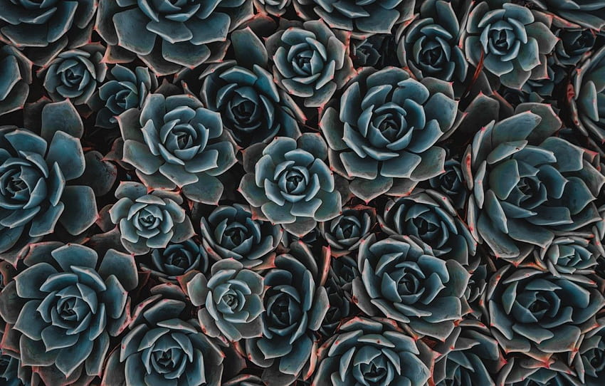 latar belakang, tumbuhan, sukulen, sukulen untuk , bagian цветы Wallpaper HD
