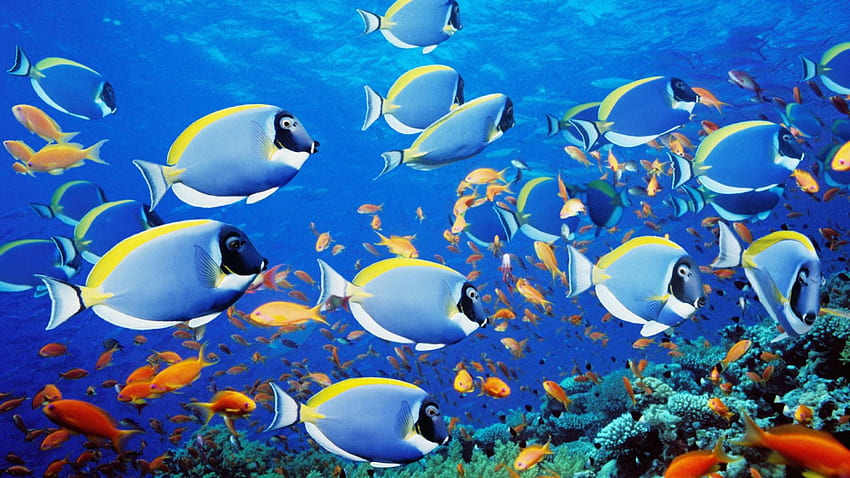 サンゴ礁の魚、下、暖かい、水、表面 高画質の壁紙