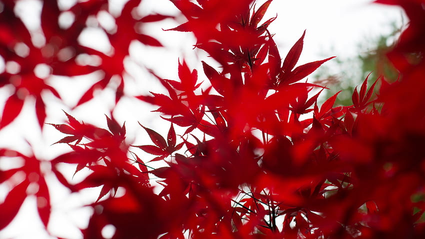 Rote Blätter, rotes Blatt HD-Hintergrundbild