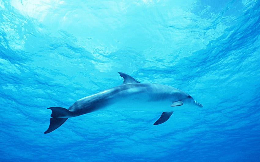 Delfin w głębokim błękitnym morzu, błękit, morze, delfin, ocean Tapeta HD