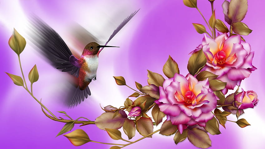 HD hummingbird wallpapers  Peakpx