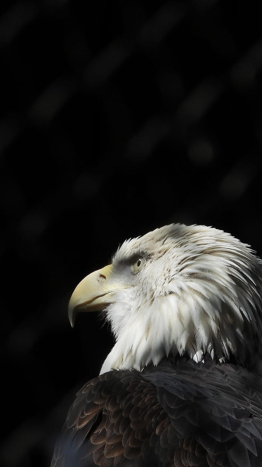 Bald Eagle, Eagle, Bird, Beak, Feathers - Eagle Black And White HD phone wallpaper