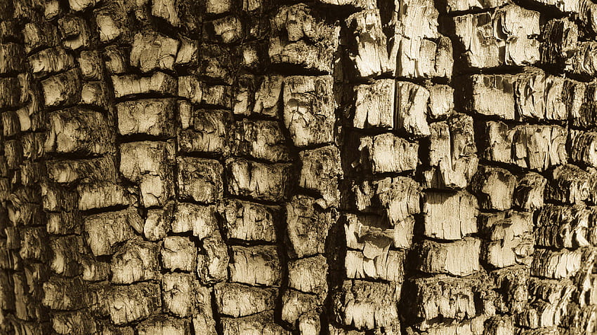Closeup View Of Tree Bark Texture Texture HD wallpaper