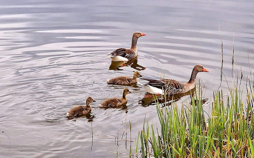 Goose Family, birds, water, family, geese, Latvia HD wallpaper
