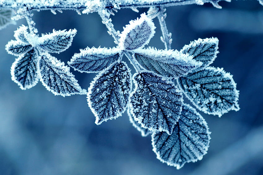 Зима, листа, сняг, макро, скреж, скреж, студ HD тапет