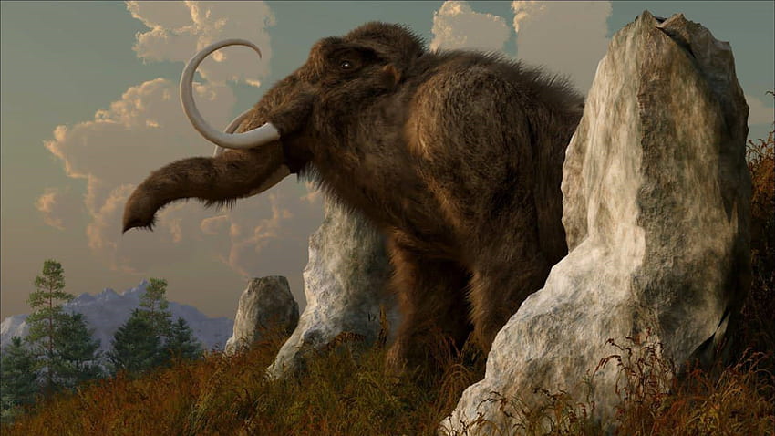 mammoth , mammoth, wildlife, terrestrial animal, elephants and mammoths, rock HD wallpaper
