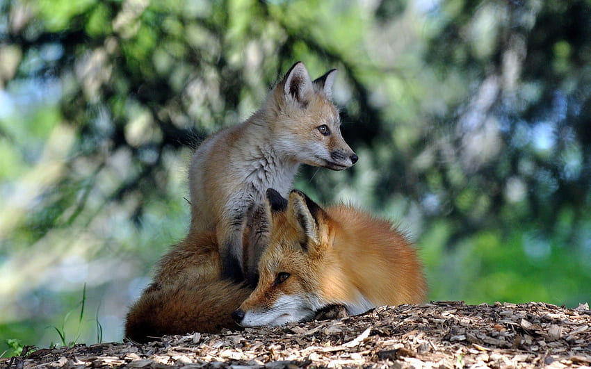 Animals, Grass, Fox, Forest, Couple, Pair, To Lie Down, Lie HD wallpaper